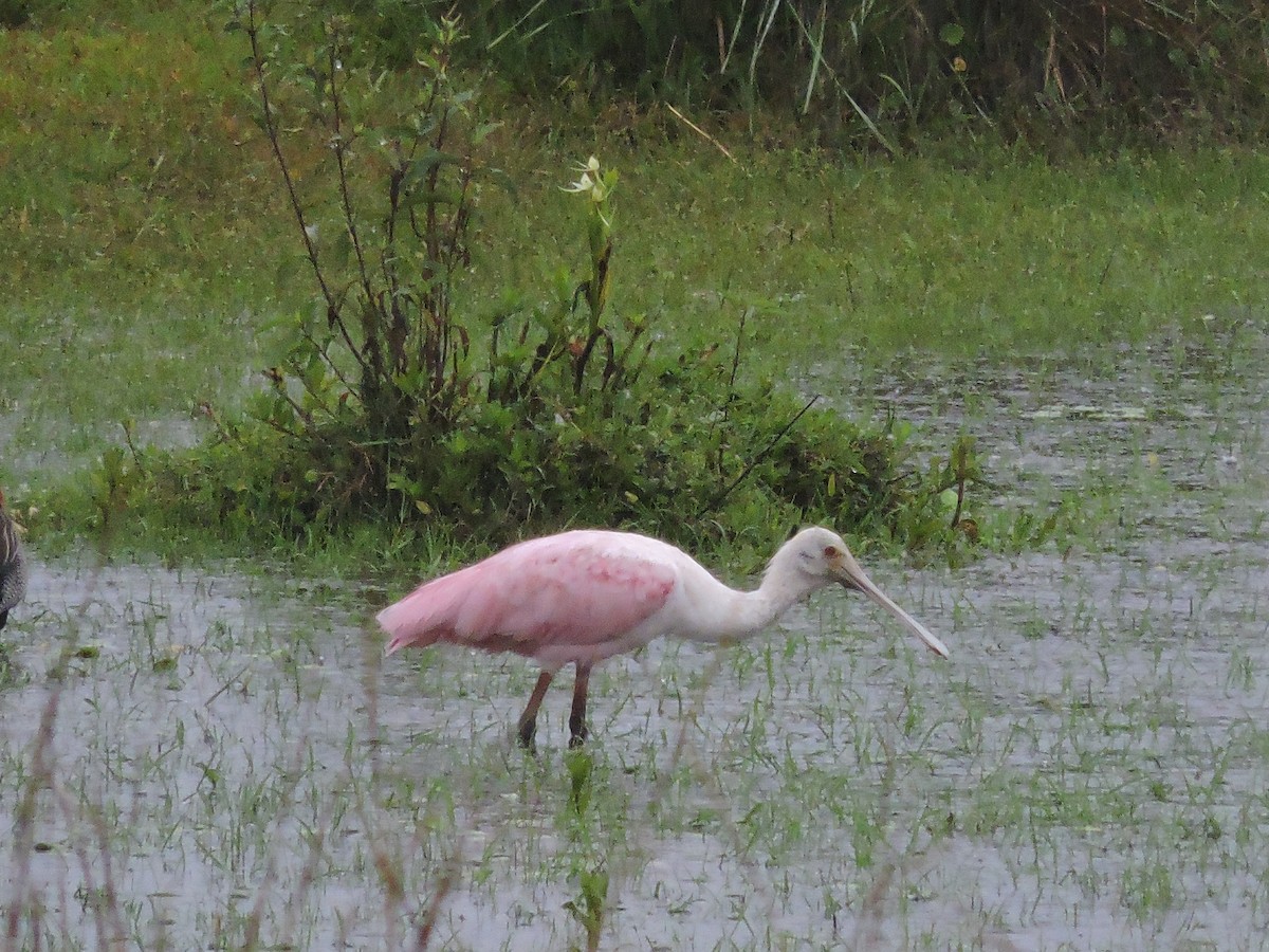 Roseate Spoonbill - ML618785009