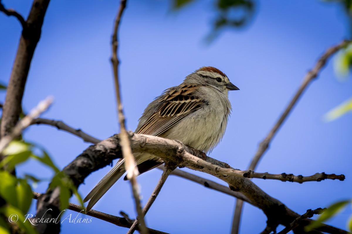 Chipping Sparrow - ML618785014