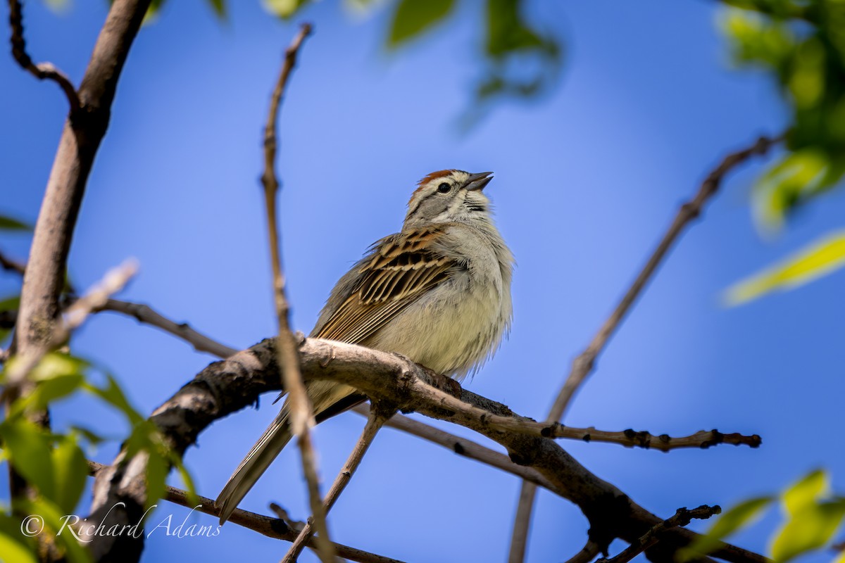 Chipping Sparrow - ML618785015