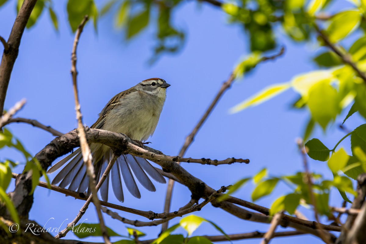 Chipping Sparrow - Richard Adams