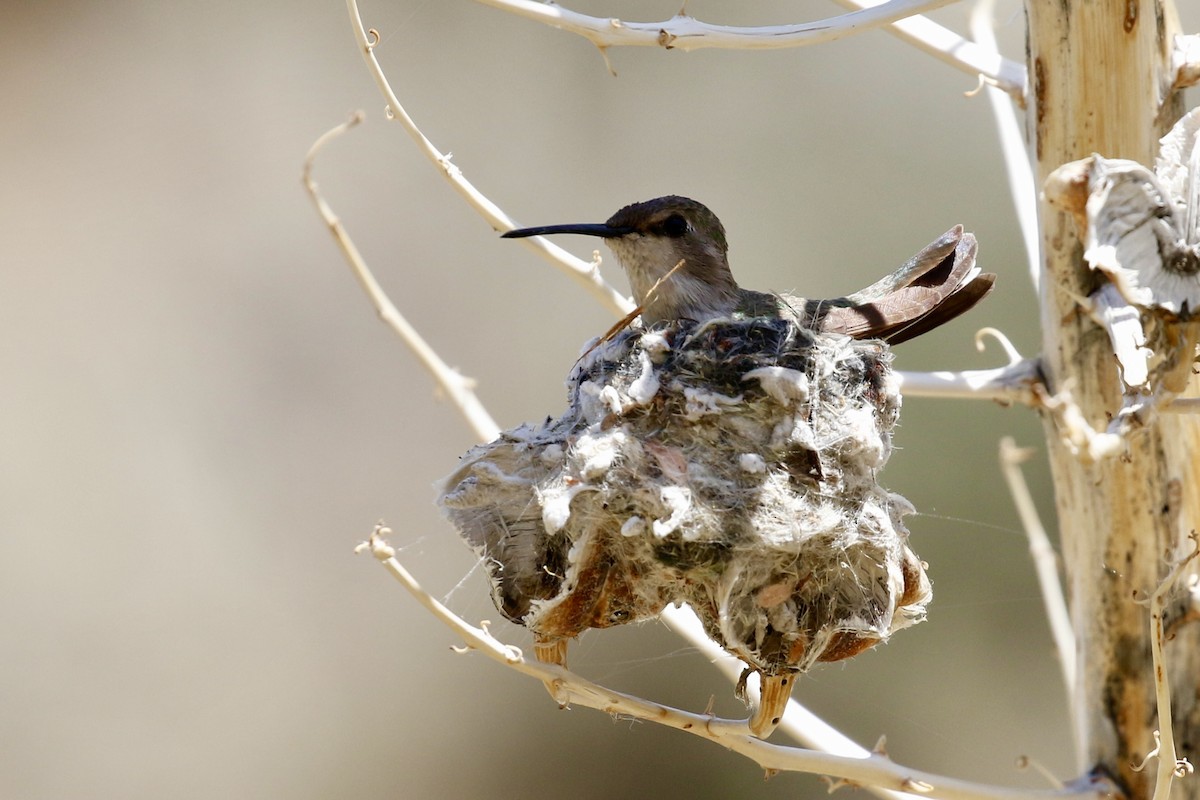 Costa's Hummingbird - ML618785020