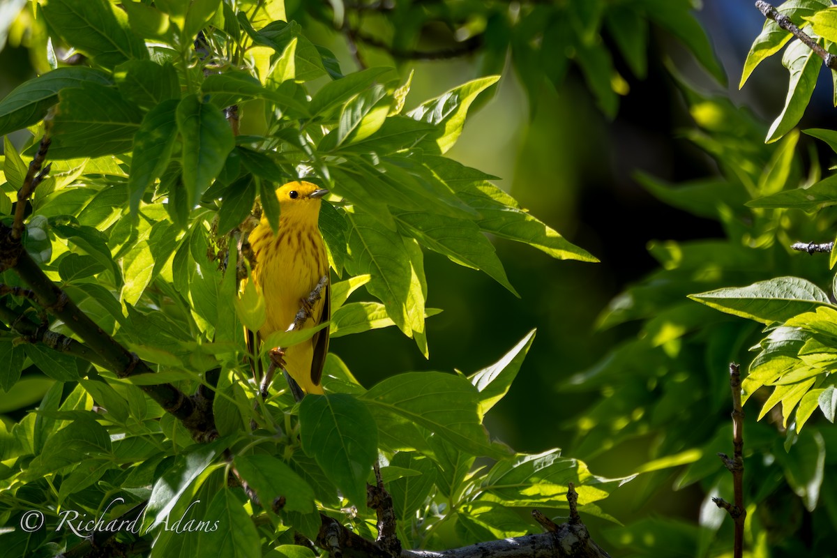 Yellow Warbler - ML618785024