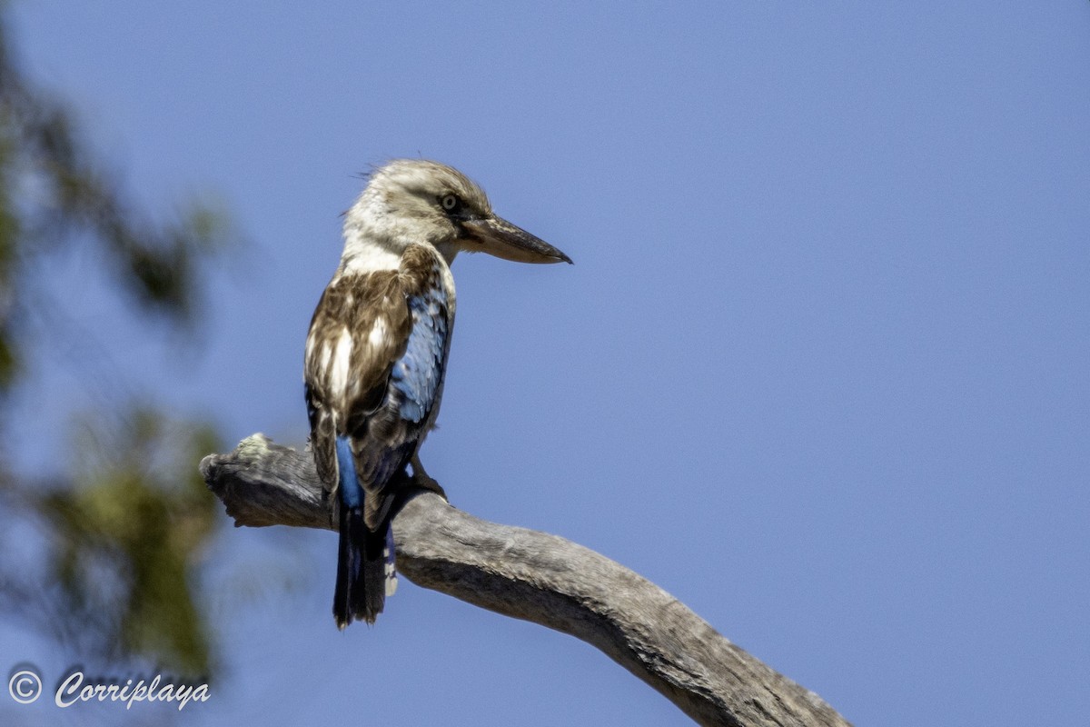Blue-winged Kookaburra - Fernando del Valle