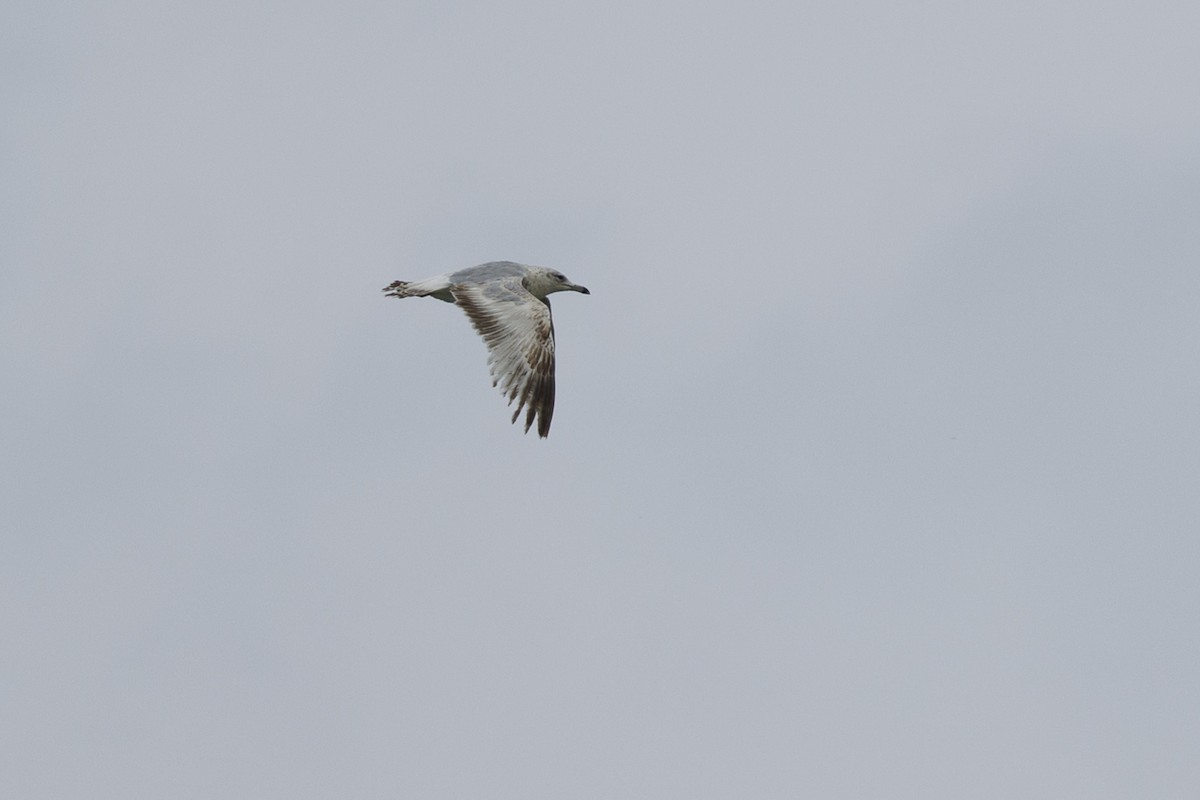 Ring-billed Gull - ML618785067