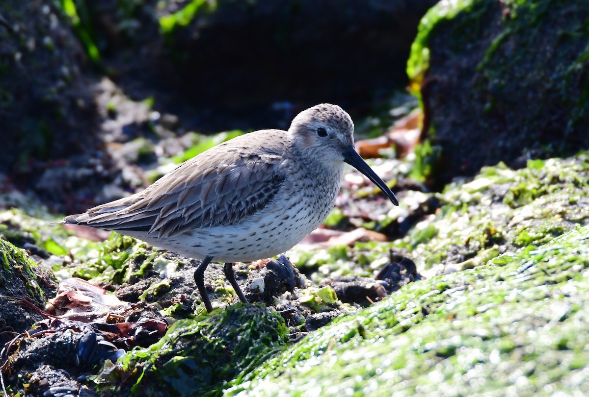 Dunlin - Chaiby Leiman