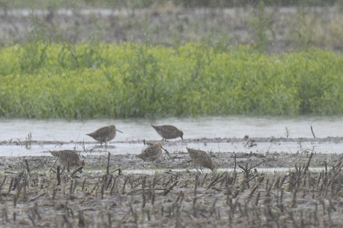 Short-billed Dowitcher - ML618785109