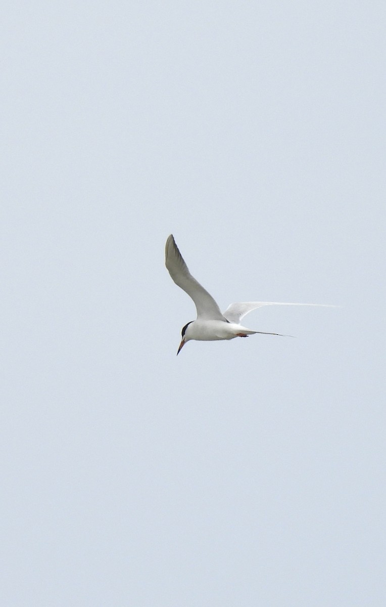 Forster's Tern - Christopher Daniels