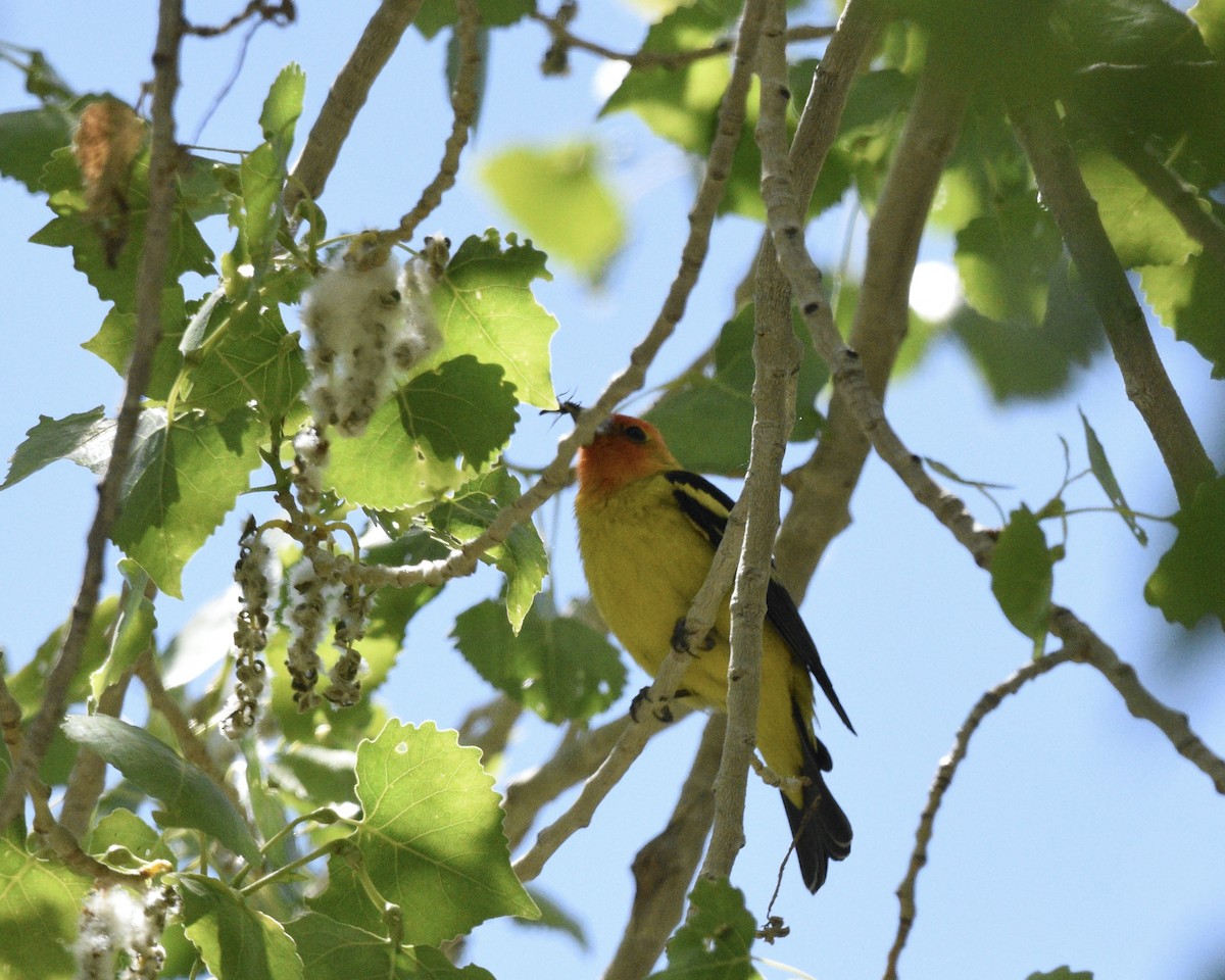 Western Tanager - ML618785123