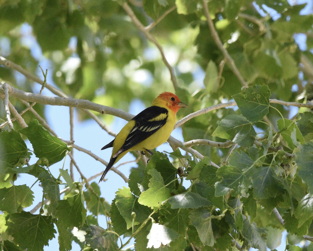 Western Tanager - ML618785126