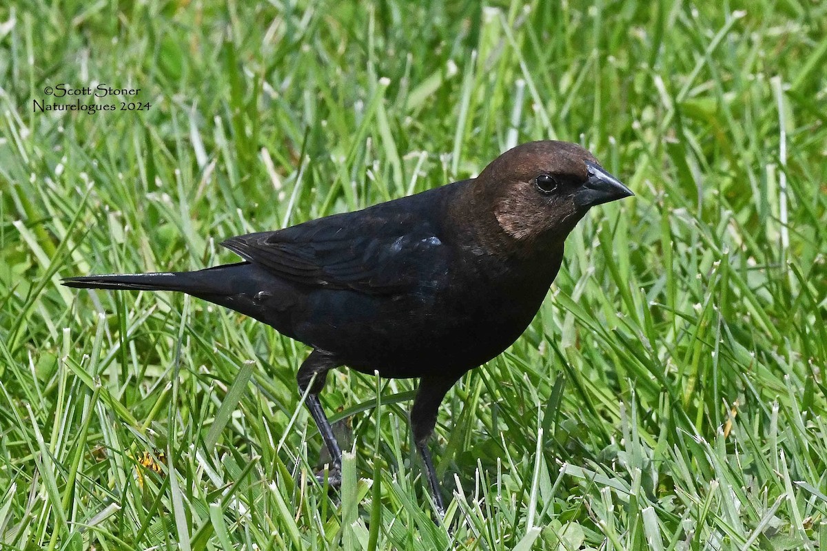 Brown-headed Cowbird - Scott Stoner