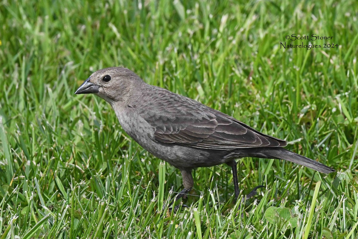 Brown-headed Cowbird - Scott Stoner