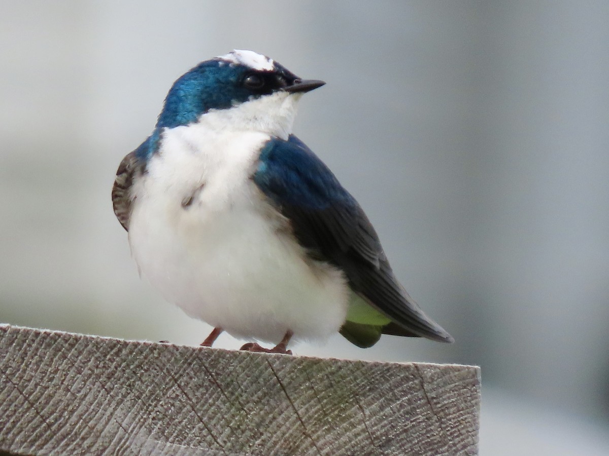 Tree Swallow - Kathryn Mills