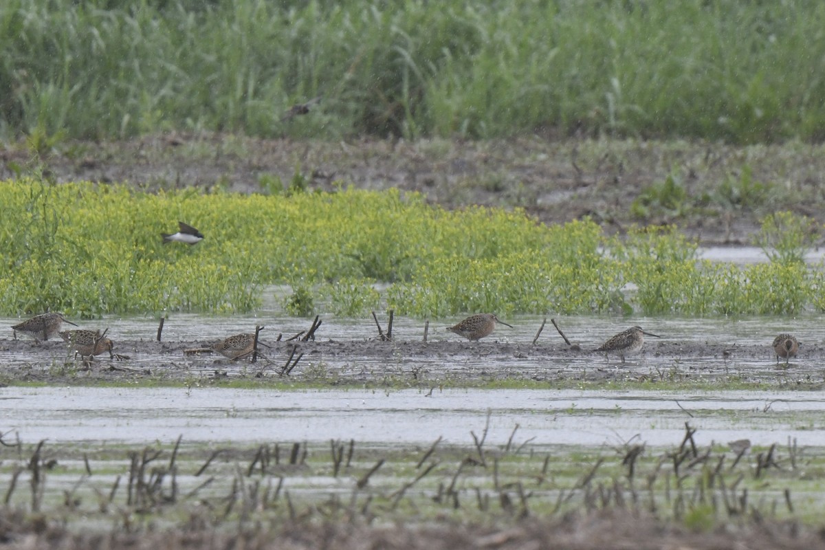 Short-billed Dowitcher - ML618785154