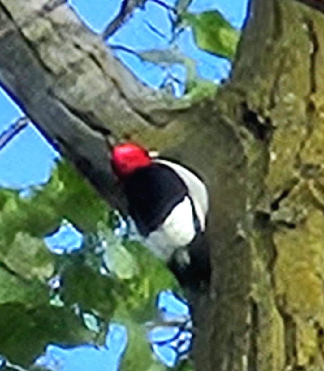 Red-headed Woodpecker - David Lagan
