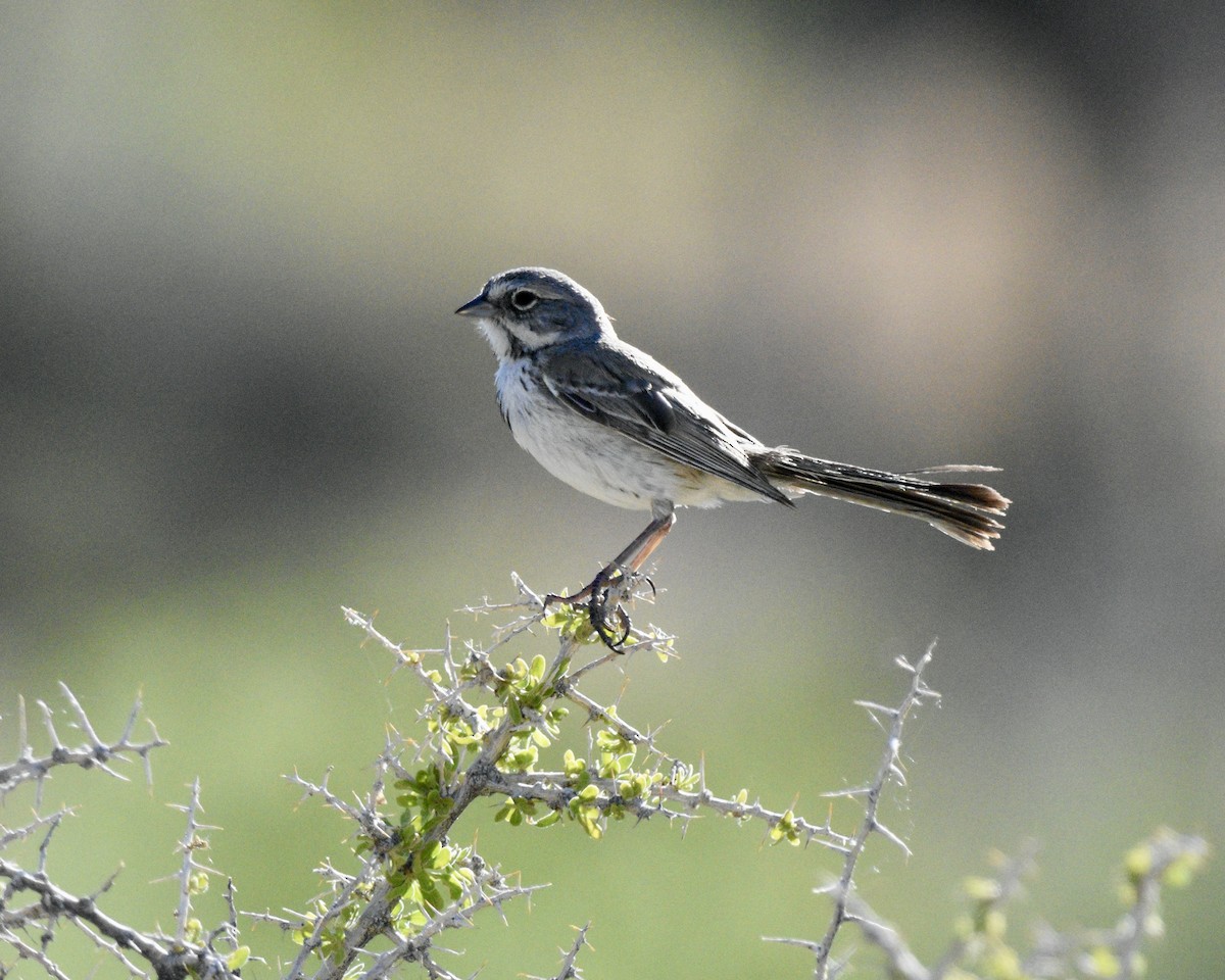 Bell's Sparrow - Mickey Dyke