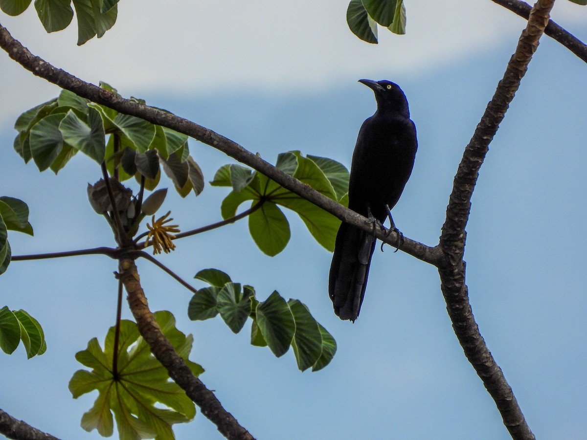 Great-tailed Grackle - Nancy Eckardt