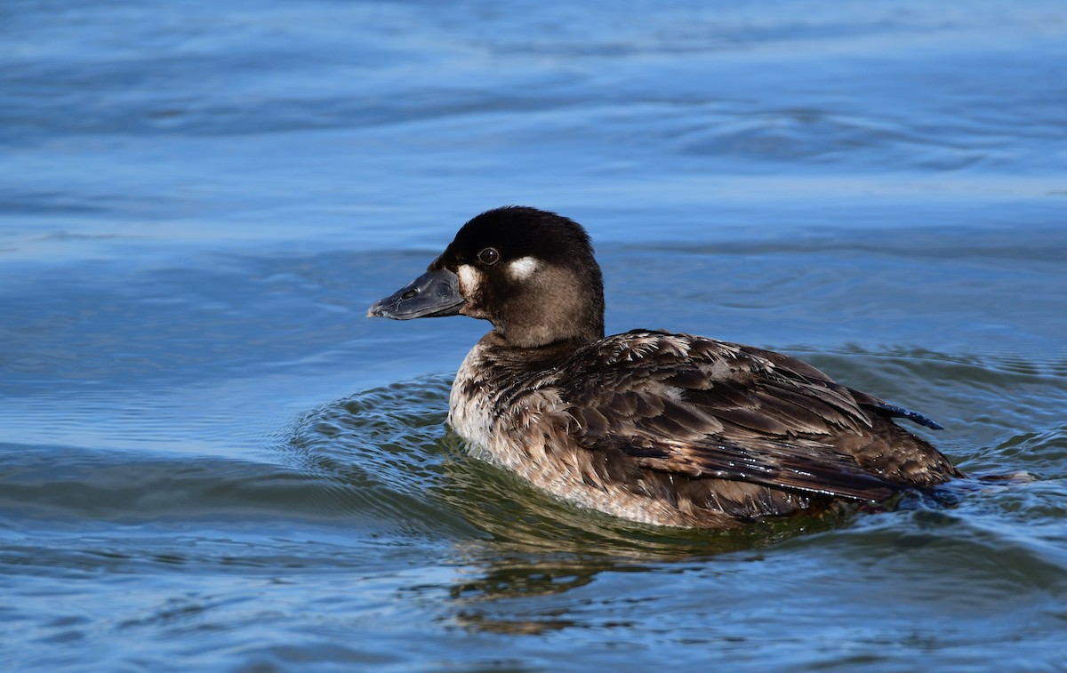 Surf Scoter - Chaiby Leiman