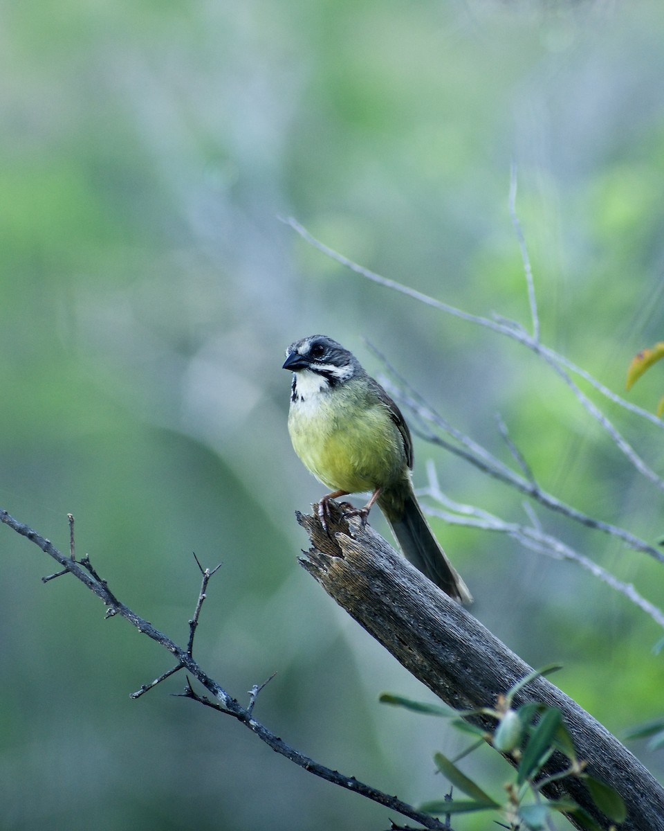 Zapata Sparrow - ML618785191