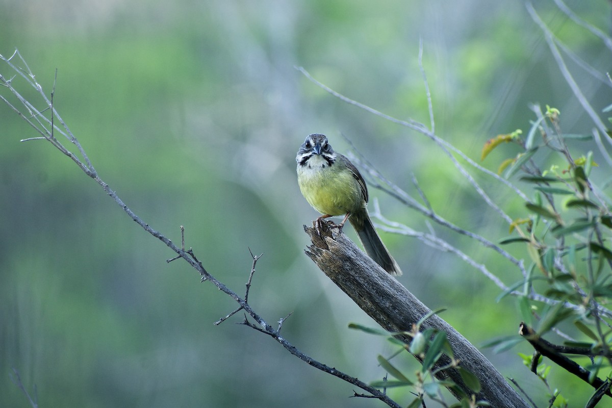 Zapata Sparrow - ML618785202