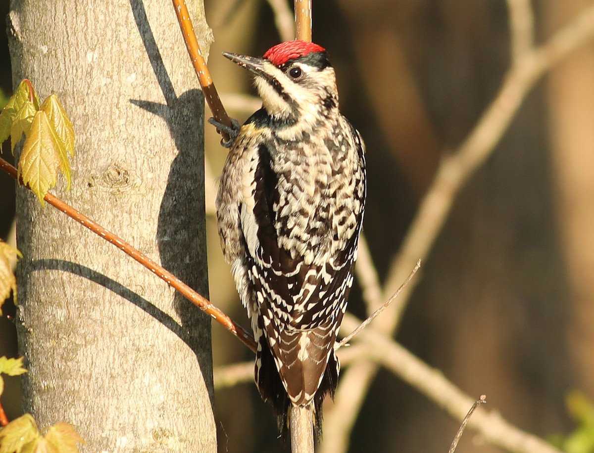 Yellow-bellied Sapsucker - Dennis Haessly