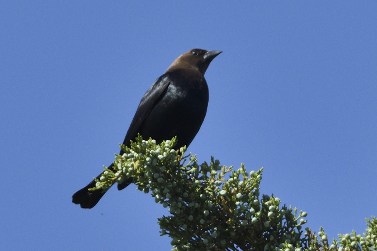 Brown-headed Cowbird - ML618785221