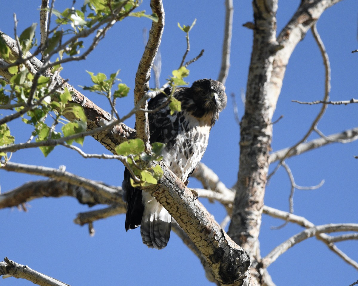 Red-tailed Hawk - ML618785233