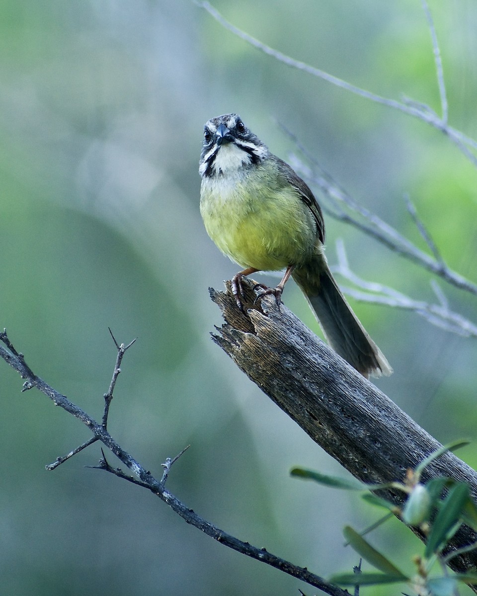 Zapata Sparrow - ML618785234