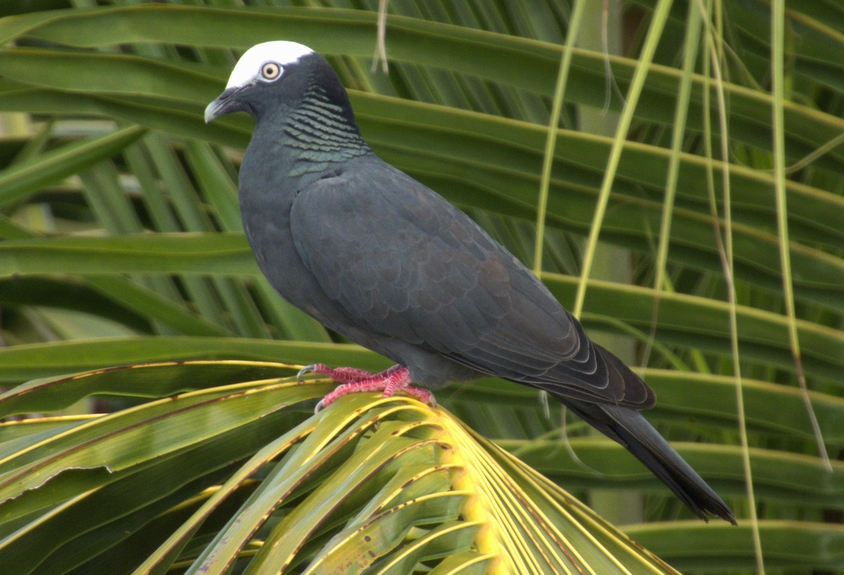 White-crowned Pigeon - ML618785243