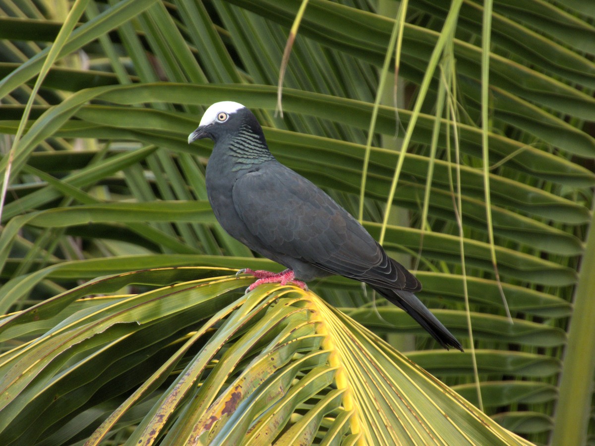 White-crowned Pigeon - ML618785244