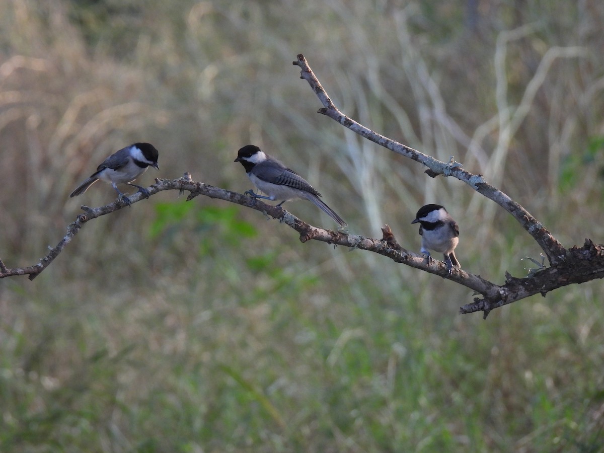 Carolina Chickadee - Nathan Wahler