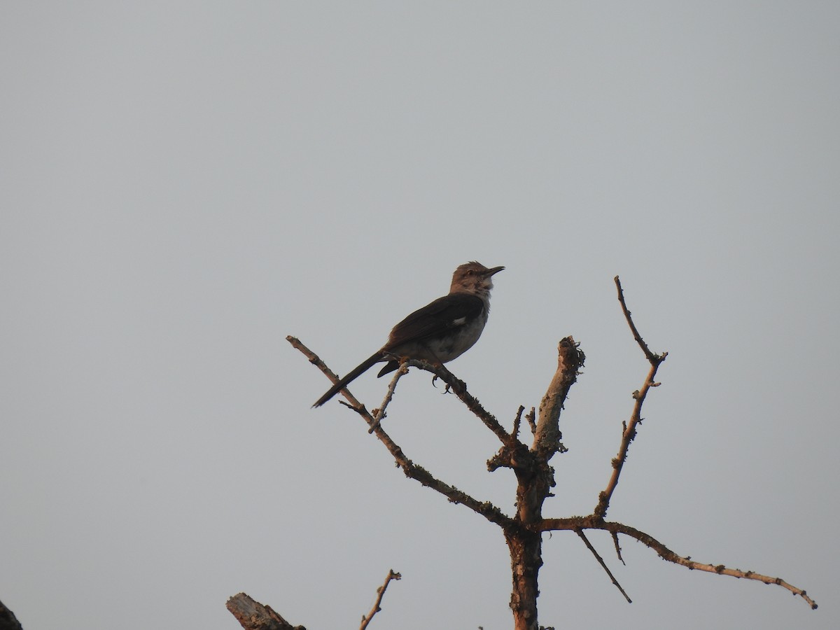 Northern Mockingbird - Nathan Wahler