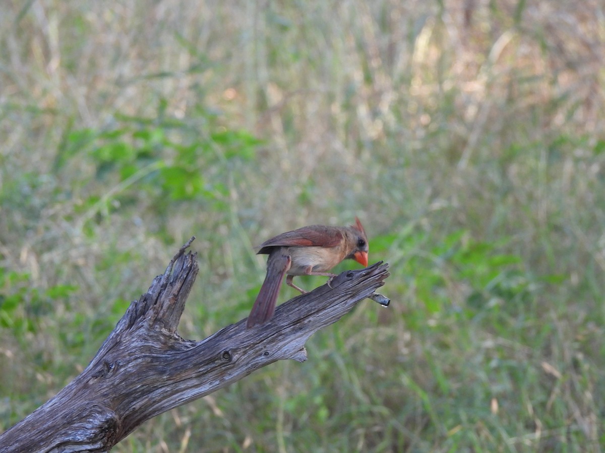 Northern Cardinal (Common) - Nathan Wahler