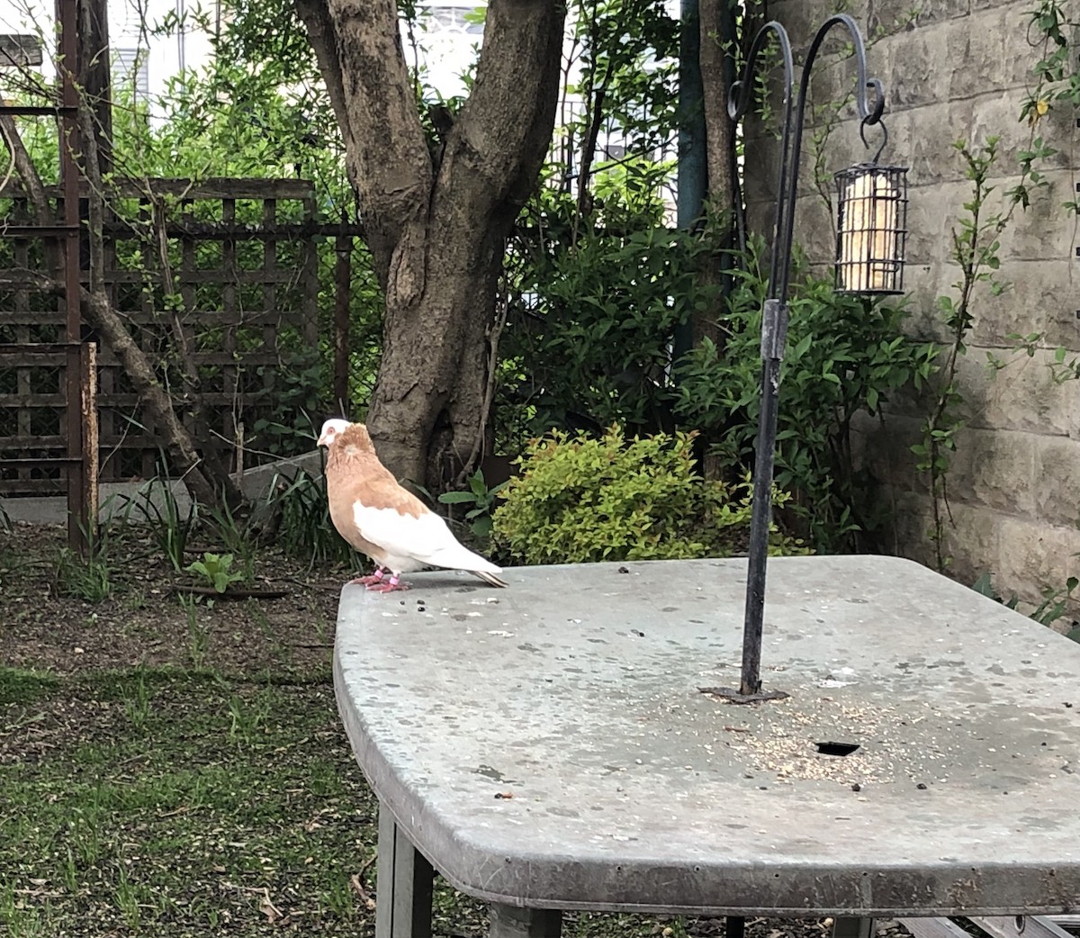 Rock Pigeon (Feral Pigeon) - KZ F