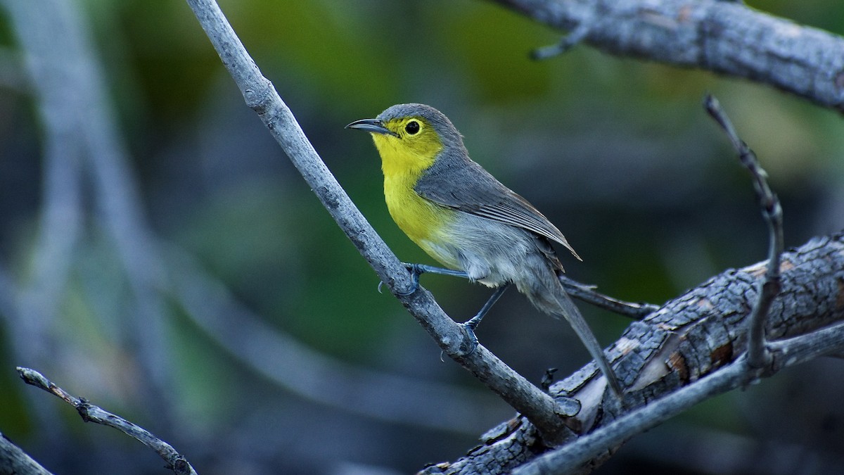 Oriente Warbler - ML618785362