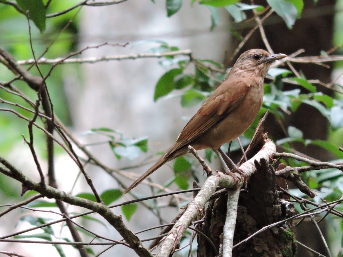 Pale-breasted Thrush - Más Aves