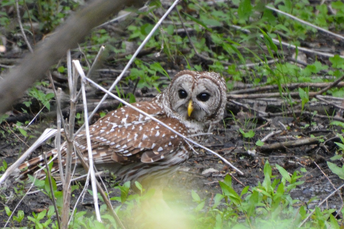 Barred Owl - ML618785368