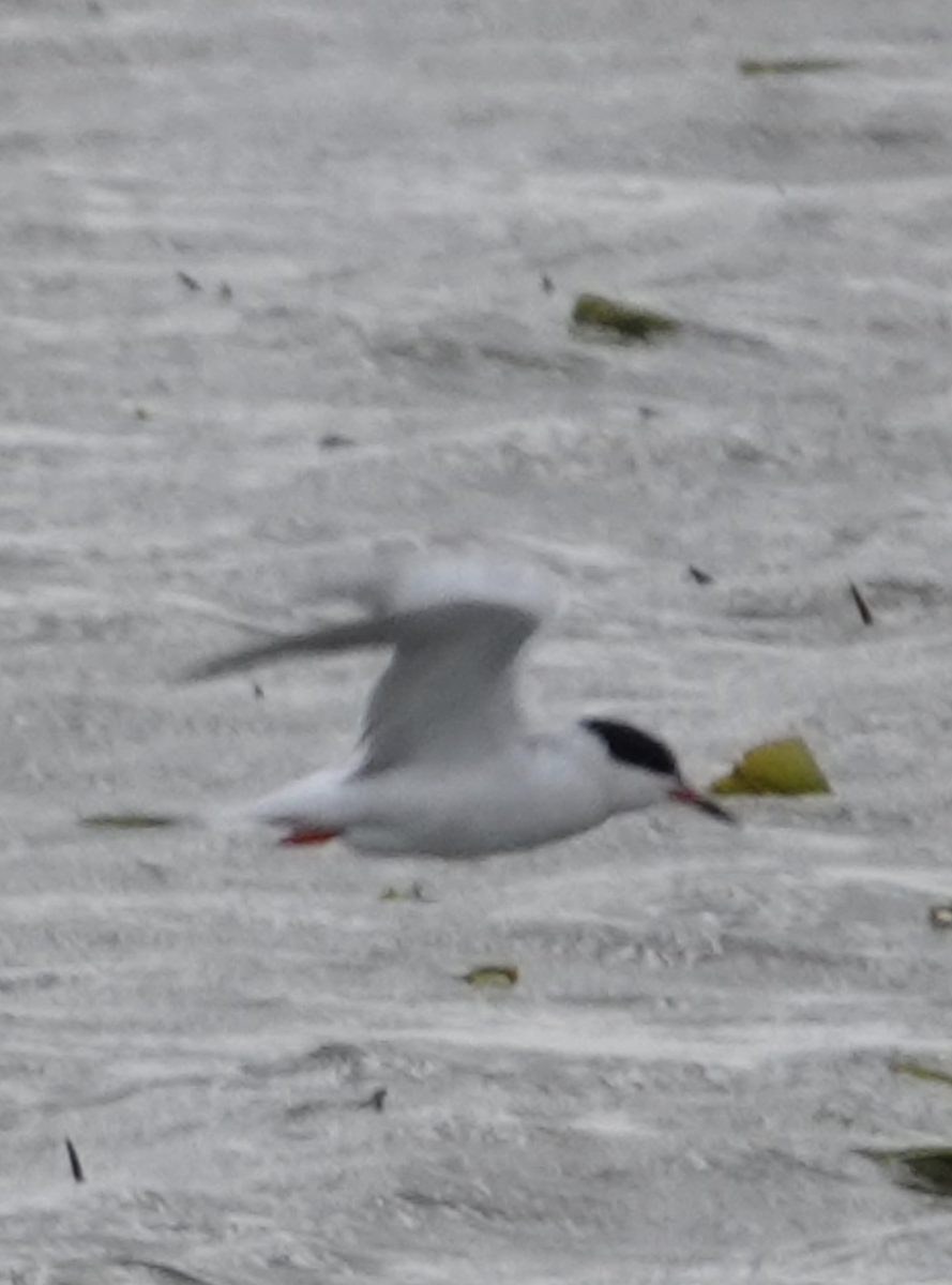 燕鷗 - ML618785370