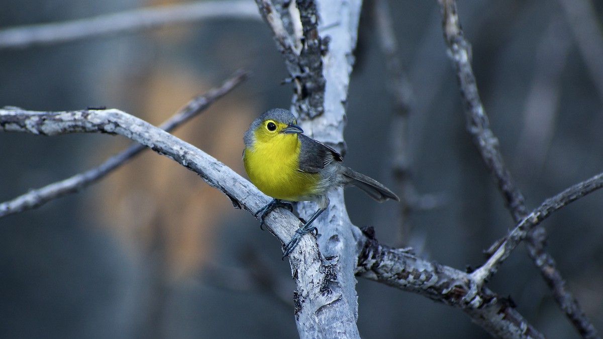 Oriente Warbler - ML618785372