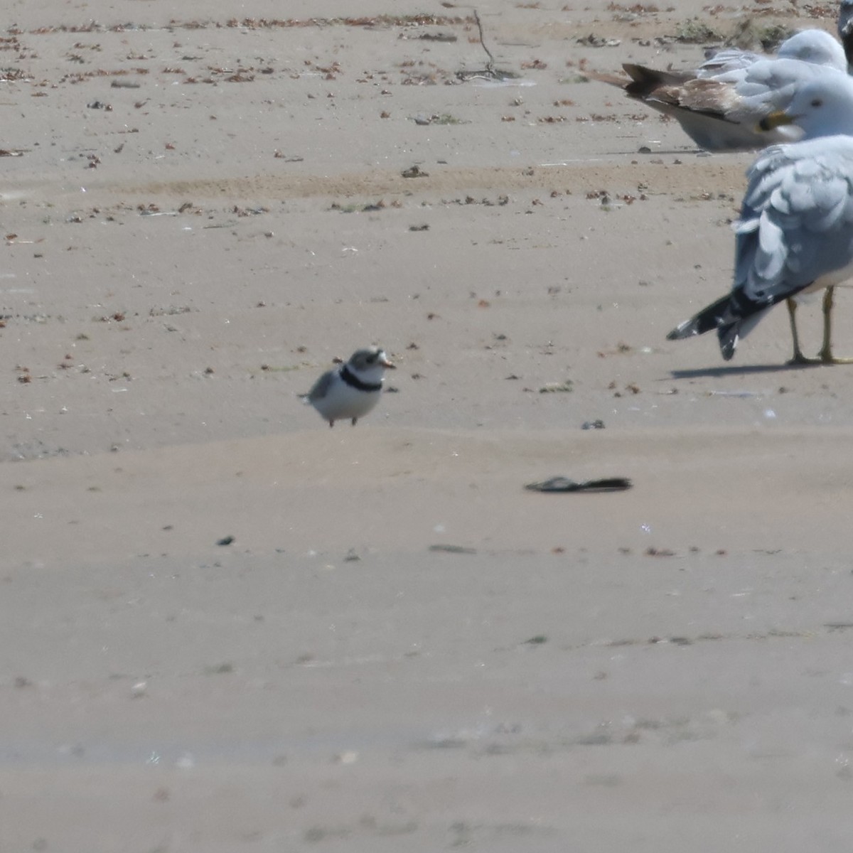 Piping Plover - Jerry OConnor