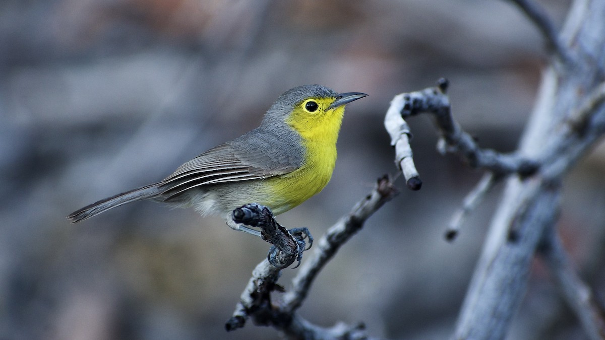 Oriente Warbler - Roberto Jovel