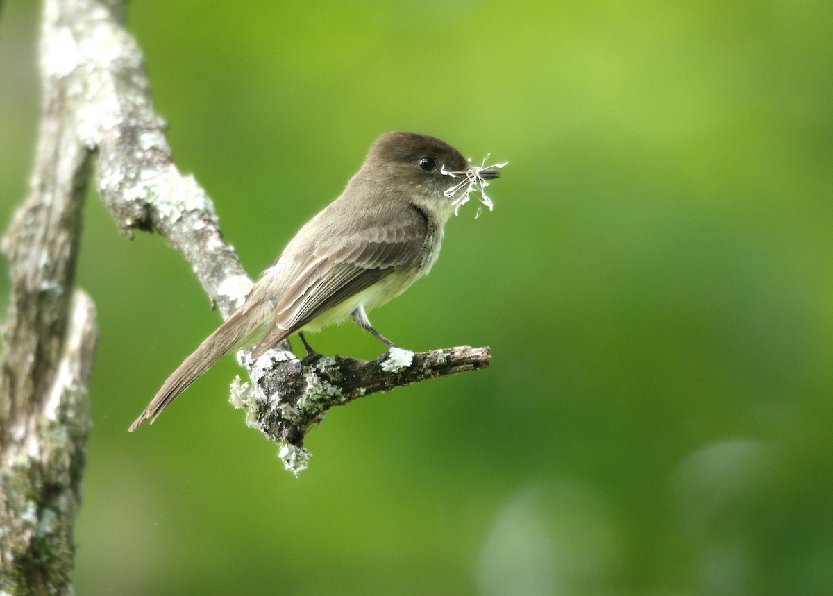 Eastern Phoebe - Becky Lutz