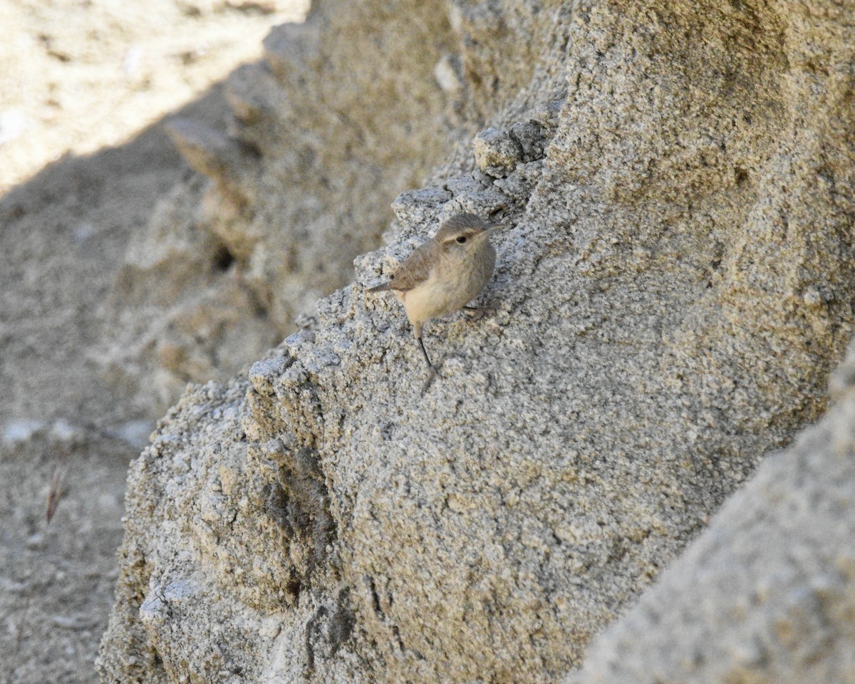 Rock Wren - Mickey Dyke