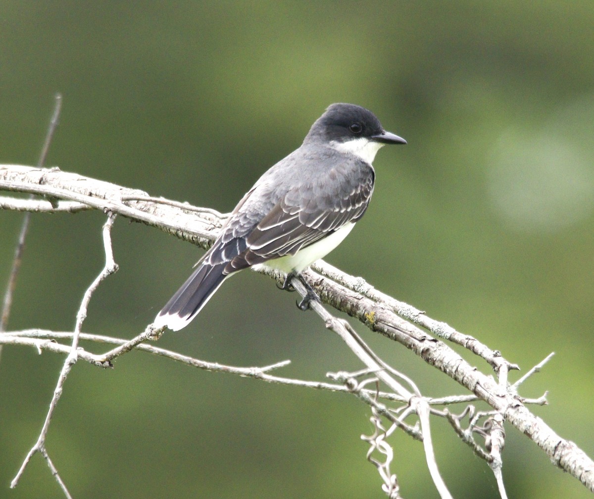 Eastern Kingbird - ML618785430