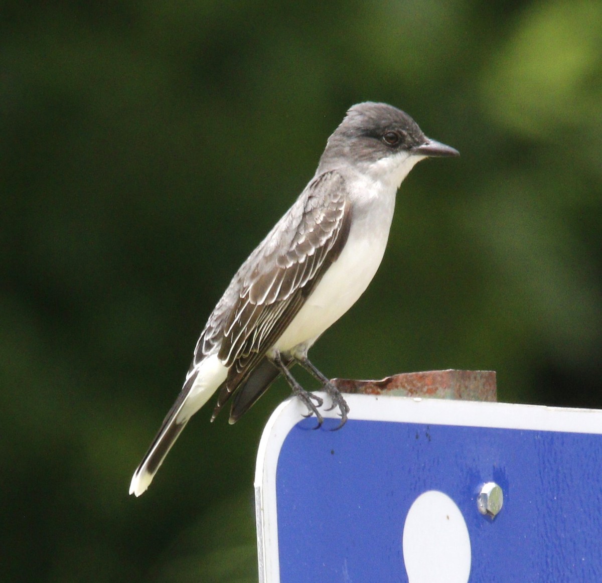 Eastern Kingbird - ML618785431