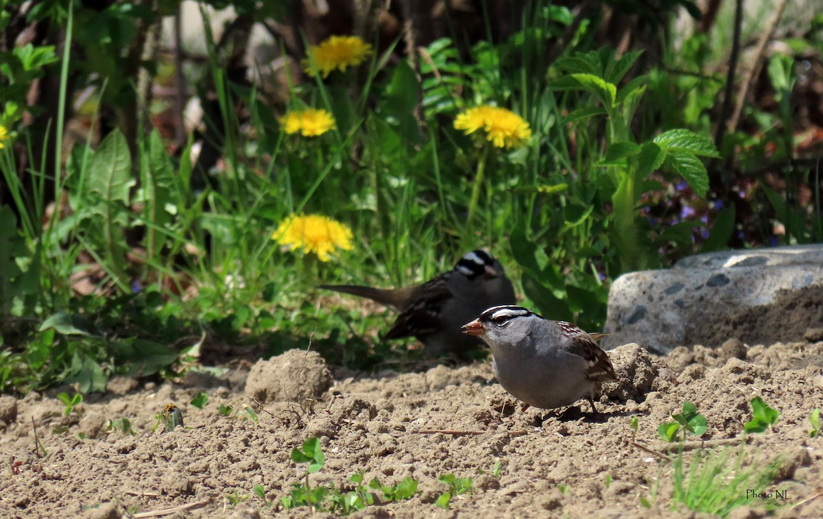 White-crowned Sparrow - ML618785432