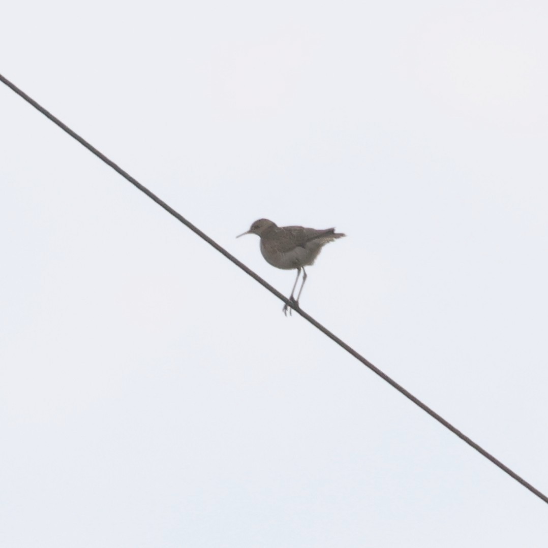 Upland Sandpiper - Jerry OConnor