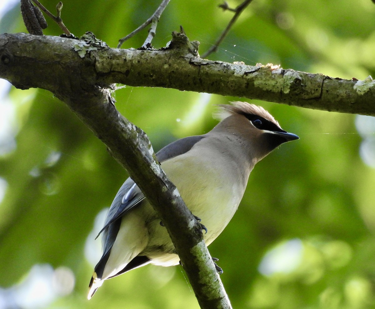 Cedar Waxwing - Ted Goshulak