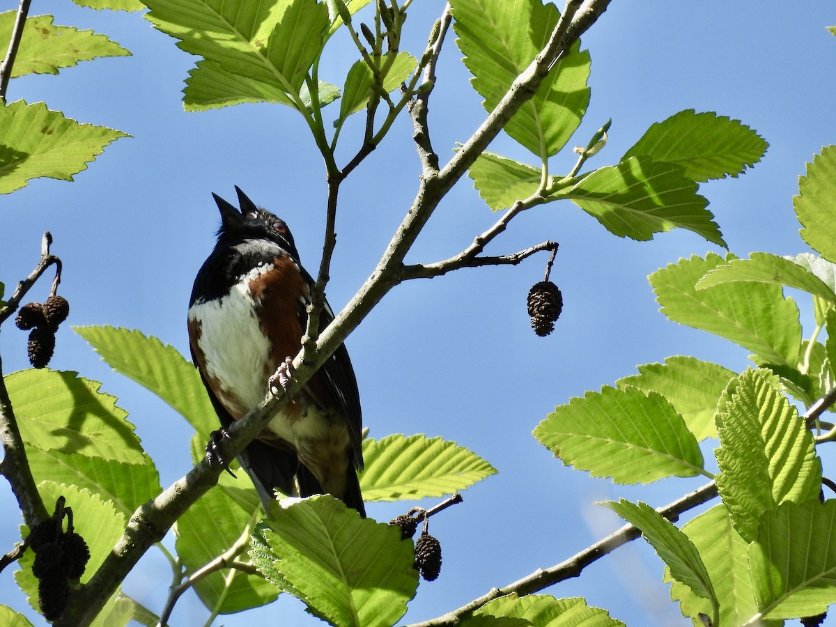 Spotted Towhee - Ted Goshulak