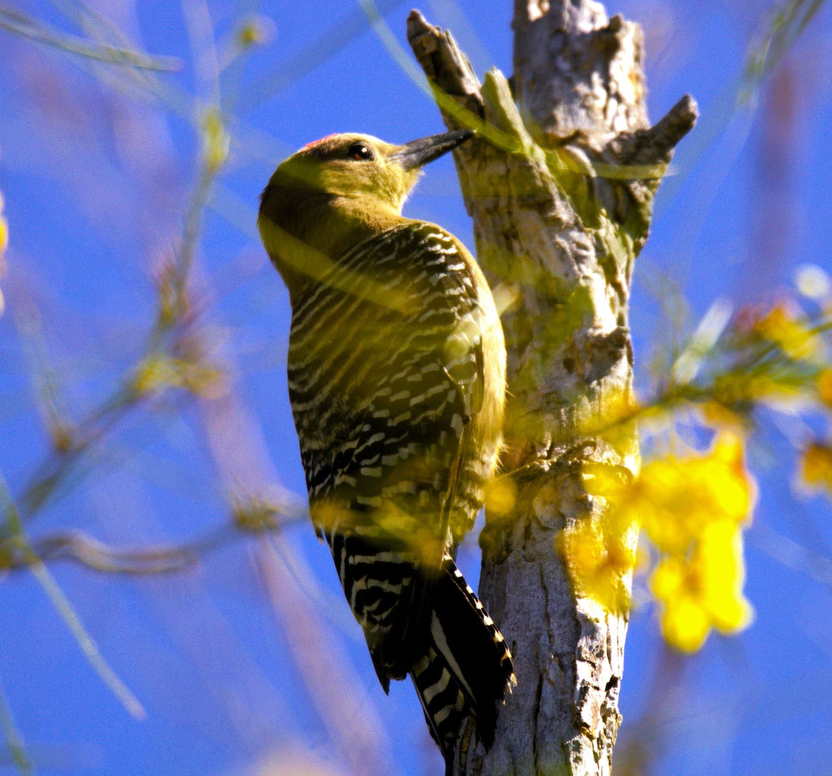 Gila Woodpecker - Don Carney