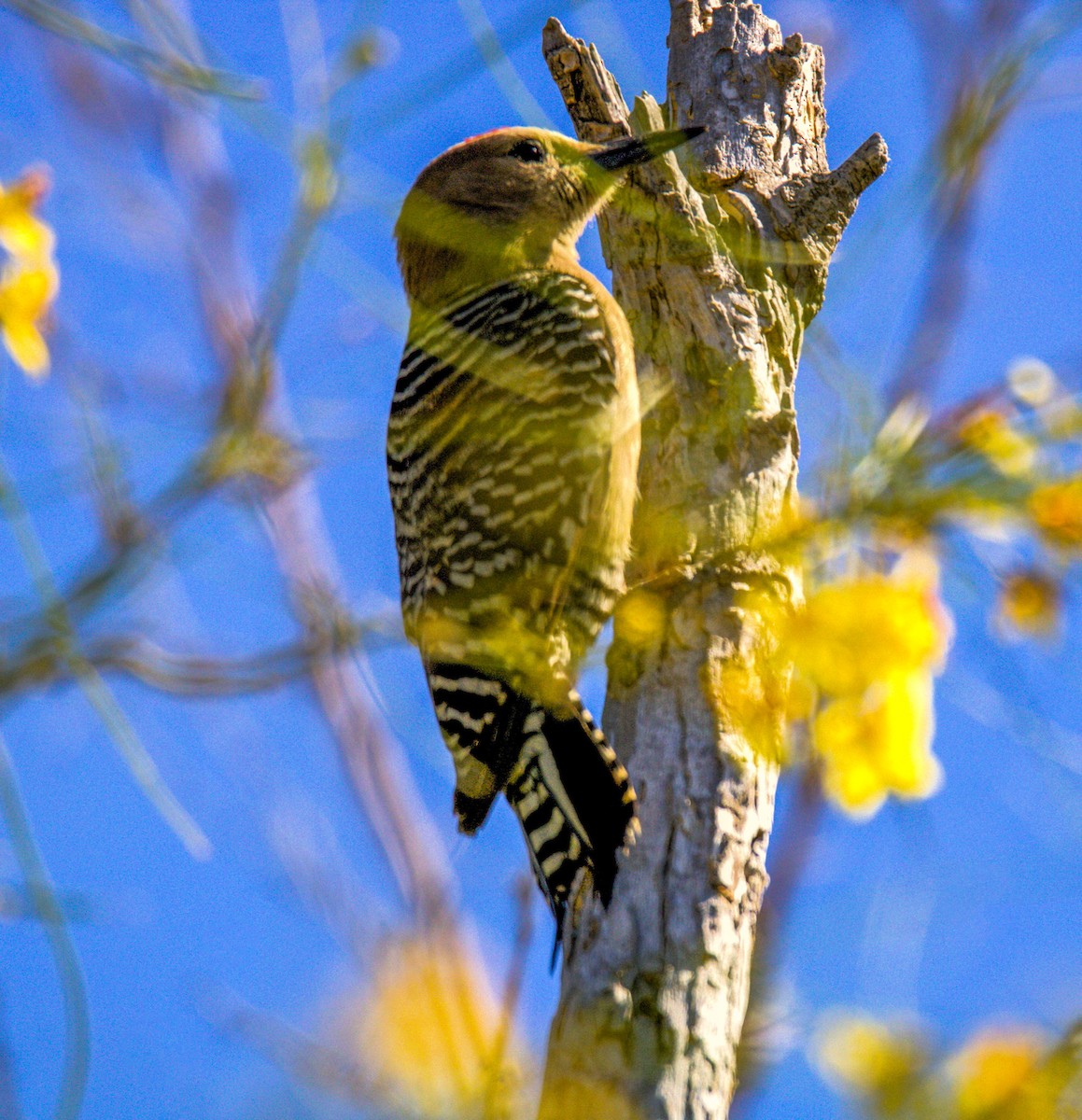 Gila Woodpecker - Don Carney